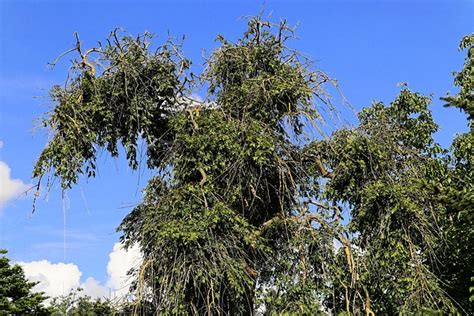 Pasture Old Weeping Willow Hanging Free Photo On Pixabay Pixabay