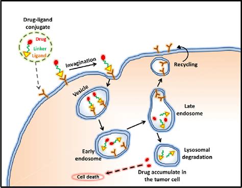 Schematic Representation Of Receptor Mediated Ligand Drug Conjugate