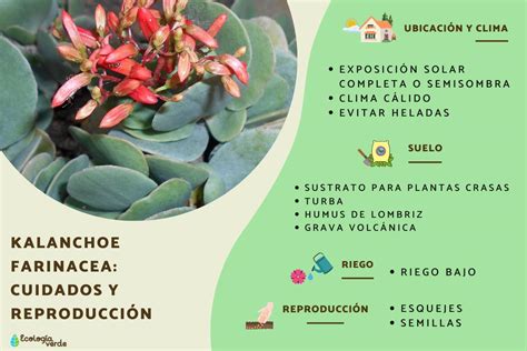 Kalanchoe Farinacea Cuidados Y Reproducci N Gu A Completa