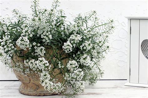 Caring For Sweet Alyssum Plants How To Grow Alyssum In The Garden