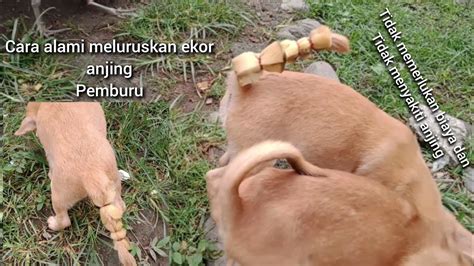 Cara Meluruskan Ekor Anjing Pemburu Tampa Menyakiti Ternak Yang Kita