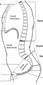 Anatomie Du Tronc Flashcards Quizlet