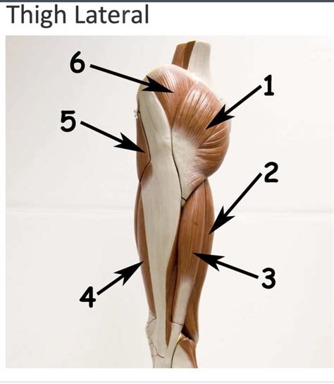 Thigh Lateral Diagram Quizlet