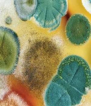 Colorful Petri Dishes in Water with Algae