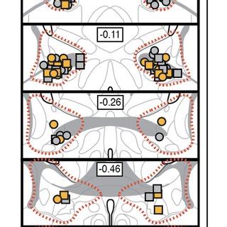 Figure Supplement 1 Bilateral Cannula Placements In The BNST