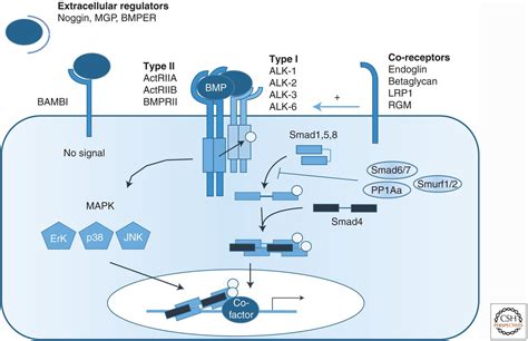 Bone Morphogenetic Proteins In Vascular Homeostasis And Disease