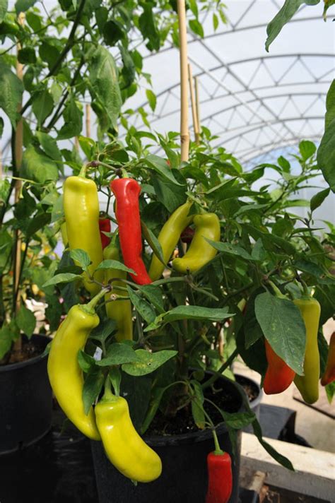 Hungarian Hot Wax Chilli Pepper Seed Capsicum Annuum