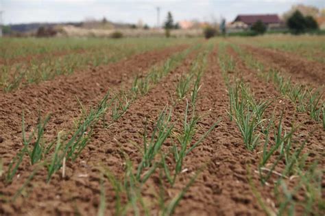 Onion Farming In Tamilnadu A Helpful Production Guide For Beginners