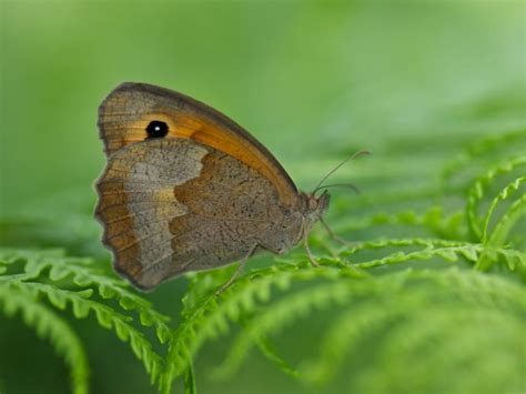 Meadow Brown | Butterfly Conservation