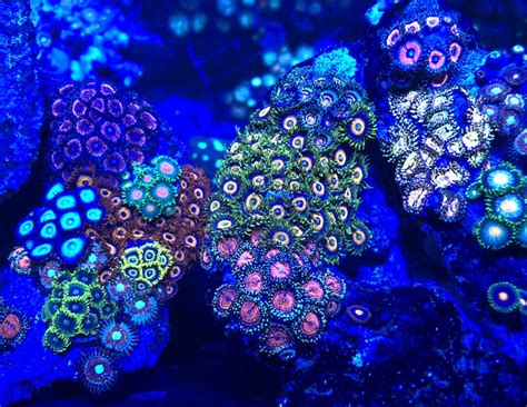 Another Cautionary Tale About Zoanthids Graphic Warning Reef