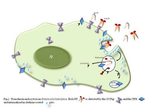 Transferrin Binding Proteins As A Means To Obtain Iron In Parasitic