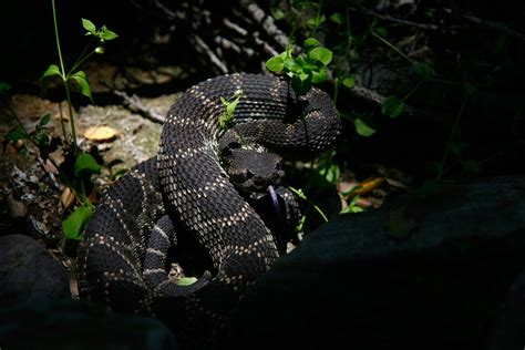 Warming Trends: Global Warming Means Happier Rattlesnakes, What the