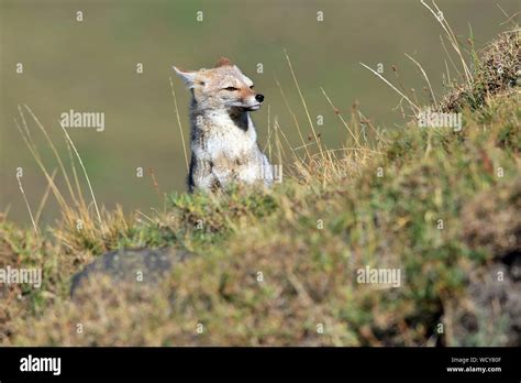 Un Zorro Gris Sudamericano Lycalopex Griseus O Chilla Sentado En La