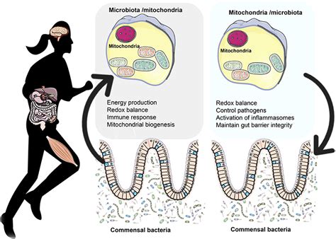 Frontiers The Crosstalk Between The Gut Microbiota And Mitochondria