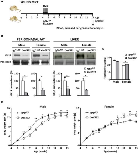 Frontiers Igf1r Is A Mediator Of Sex Specific Metabolism In Mice Effects Of Age And High Fat Diet