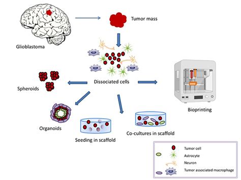 Cancers Free Full Text In Vitro Glioblastoma Models A Journey Into The Third Dimension