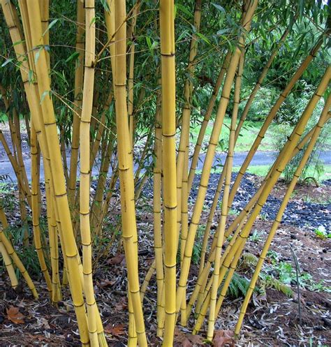 Amazon.com : 100+ Fresh Chinese Timber Bamboo Seeds with Instructions ...