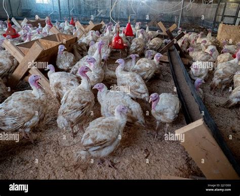 Turkey on a farm, breeding turkeys. Poultry farming Stock Photo - Alamy