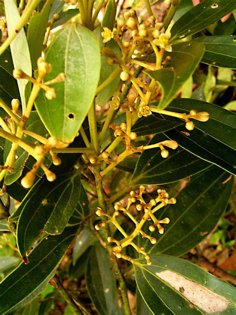 Cinnamomum Lauraceae Image At Phytoimages Siu Edu