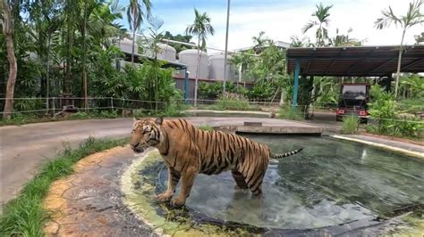 Tiger Park Pattaya Thailand Episode 04 Thailand Tour Complete Guide