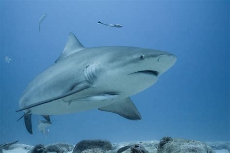 Tubarões Expectativa De Vida - Qual é a expectativa média de vida dos tubarões? 🦈