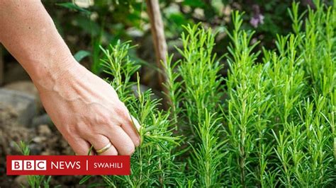 Siri Ya Kufaulu Mtihani Mmea Wa Rosemary Husaidia Kukumbuka Mambo