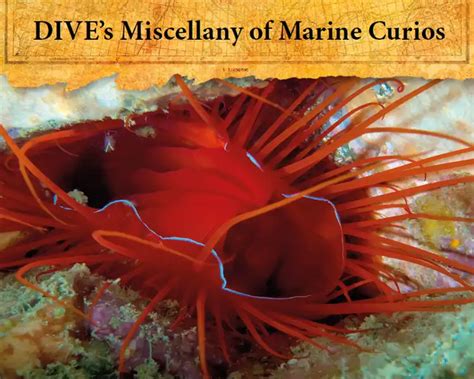 Marine Curios Ctenoides Ales Or Disco Clam Dive Magazine