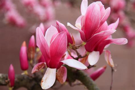 Anna Wrobel Photography Magnolia Bloom At The Smithsonian Castle