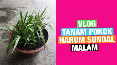 Vlog Tanam Pokok Bunga Harum Sundal Malam Dalam Pasu Youtube