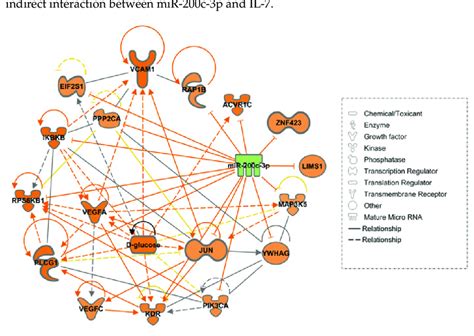 Ingenuity Pathway Analysis Ipa Prediction Network Of Mir C P