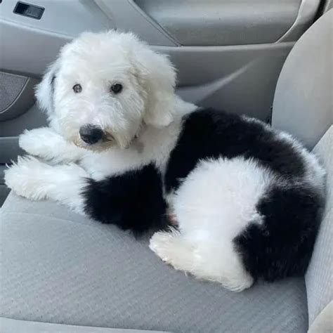 Sheepadoodle Dog Colors: A Complete List Of All 15 Recognized Coat Colors | Puppies Club