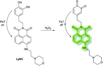 Fluorescent Small Organic Probes For Biosensing Chemical Science Rsc