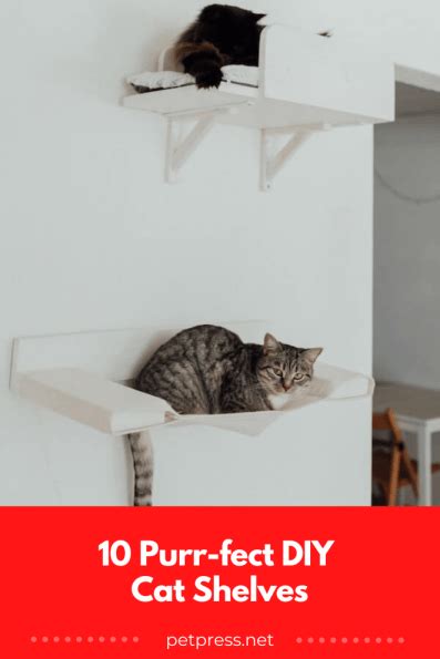 10 DIY Cat Shelves That Look Purr-fectly Fabulous