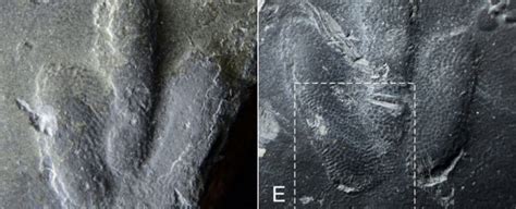 Scientists Find Perfectly Preserved Dinosaur Fingerprints Like