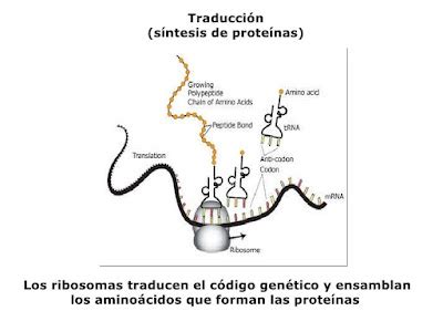 Y UNA TIZA AL CIELO BIOLOGÍA 2º B PAU ANDALUCÍA Bloque 3