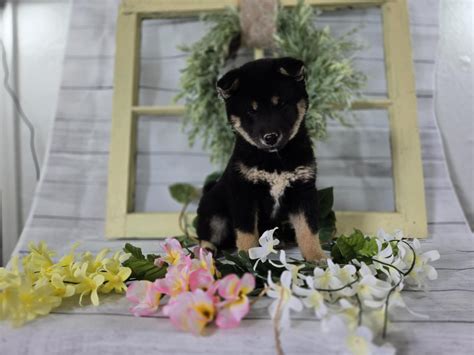 Kaizen Shiba Inus - Shiba Inu Puppies For Sale In Miami, OK - Born on 02/13/2025