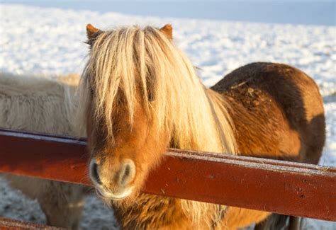 "Shetland Pony" Images – Browse 5,490 Stock Photos, Vectors, and Video ...