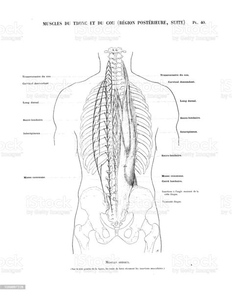 Vetores De Ilustração Da Anatomia Do Corpo Humano De Livro De Arte Francês Antigo Músculos Do