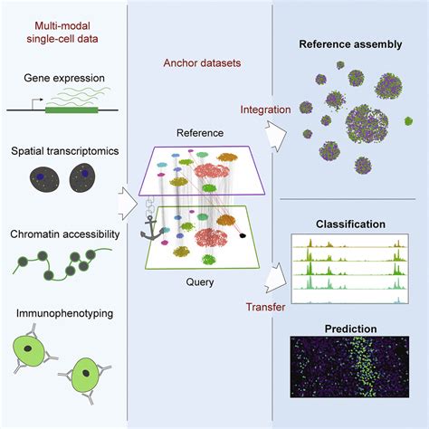 Comprehensive Integration Of Single Cell Data Cell