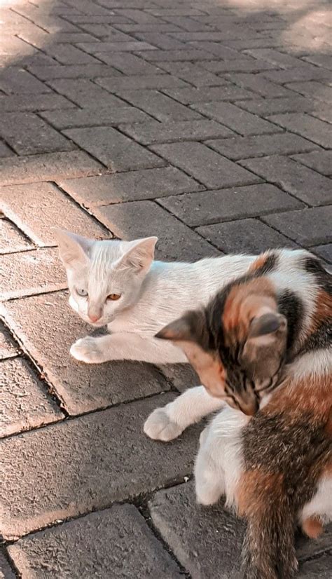 Two Cats Laying On The Ground Next To Each Other And One Is Rubbing Its