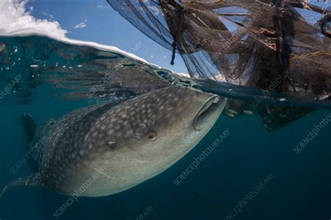 Whale shark feeding on fish - Stock Image - C042/0791 - Science Photo ...