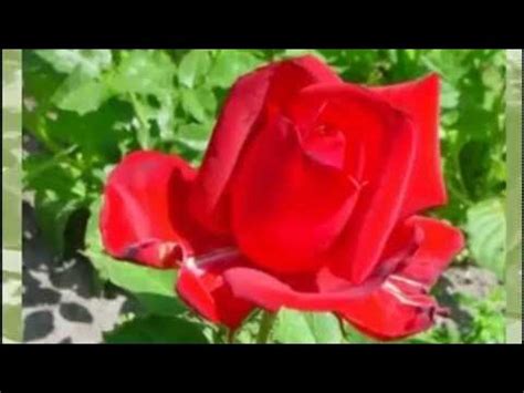 8 минут релакса - YouTube