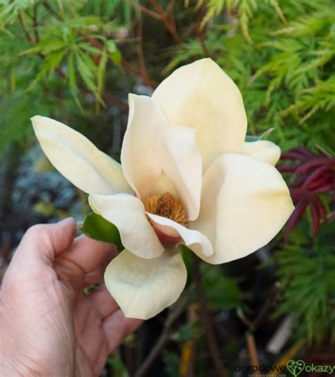 MAGNOLIA SUNSATION Magnolia 'Sunsation' - OgrodowyOkazy.pl