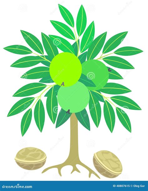 Walnut Tree Stock Vector Illustration Of Design Unusual 48807615