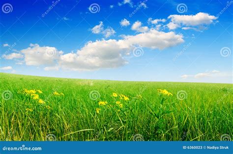 Campo De La Hierba Verde Y Del Cielo Nublado Azul Imagen De Archivo