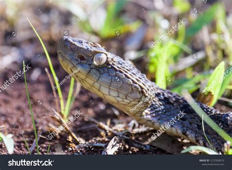 ferdelance images stock  vectors shutterstock