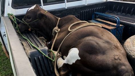 Pol Cia Mete Tiro Em Ladr Es De Gado E Recupera Animais Conte Do E