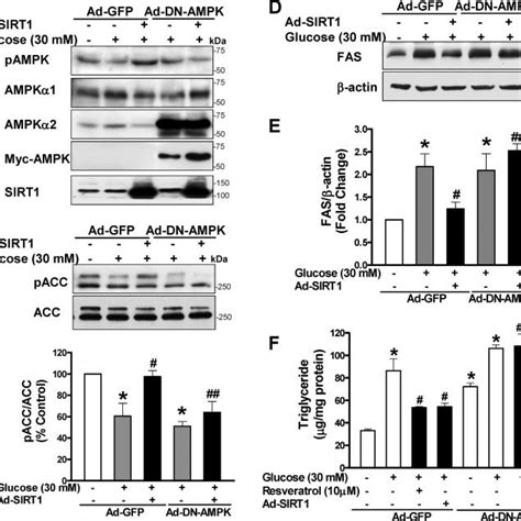 Ampk Is Required For Sirt1 To Suppress Fas Induction And Lipid Download Scientific Diagram