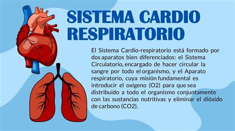 Respuesta De Los Sistemas Respiratorio Y Cardiovascular Al Ejercicio