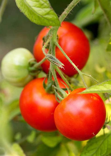 Instant Pot Marinara Fresh Tomato Sauce Simply Happy Foodie